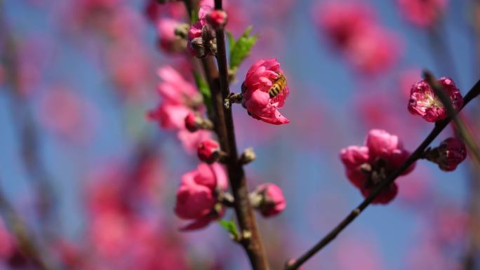 桃花盛开引蜜蜂采花