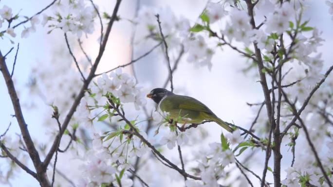 樱花树上的小鸟2