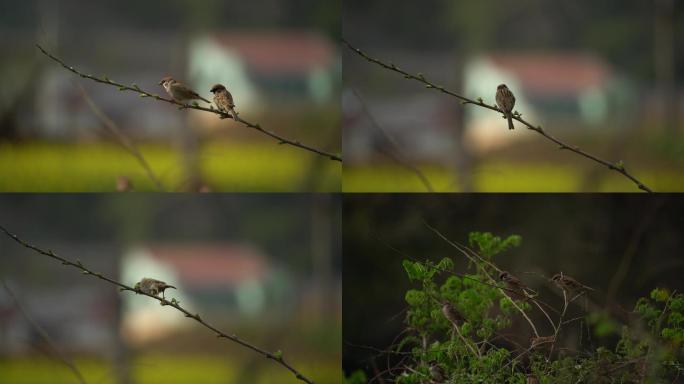 4K 树枝上的小鸟