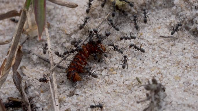 黑蚂蚁搬运食物