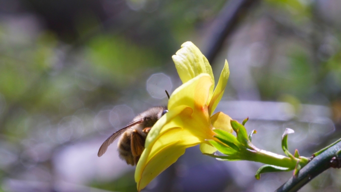 迎春花光斑唯美蜜蜂
