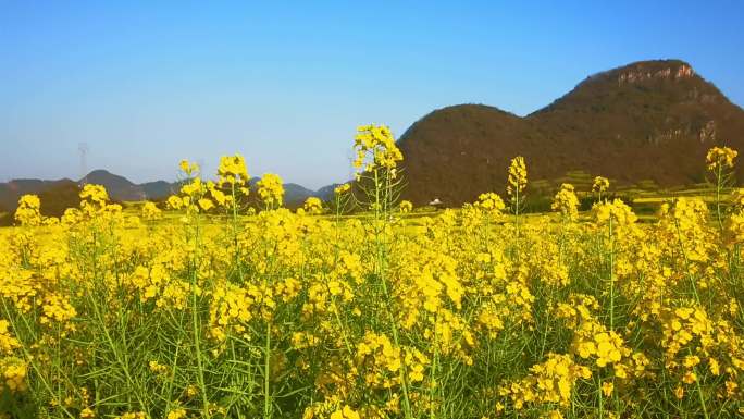 春天油菜花空镜头