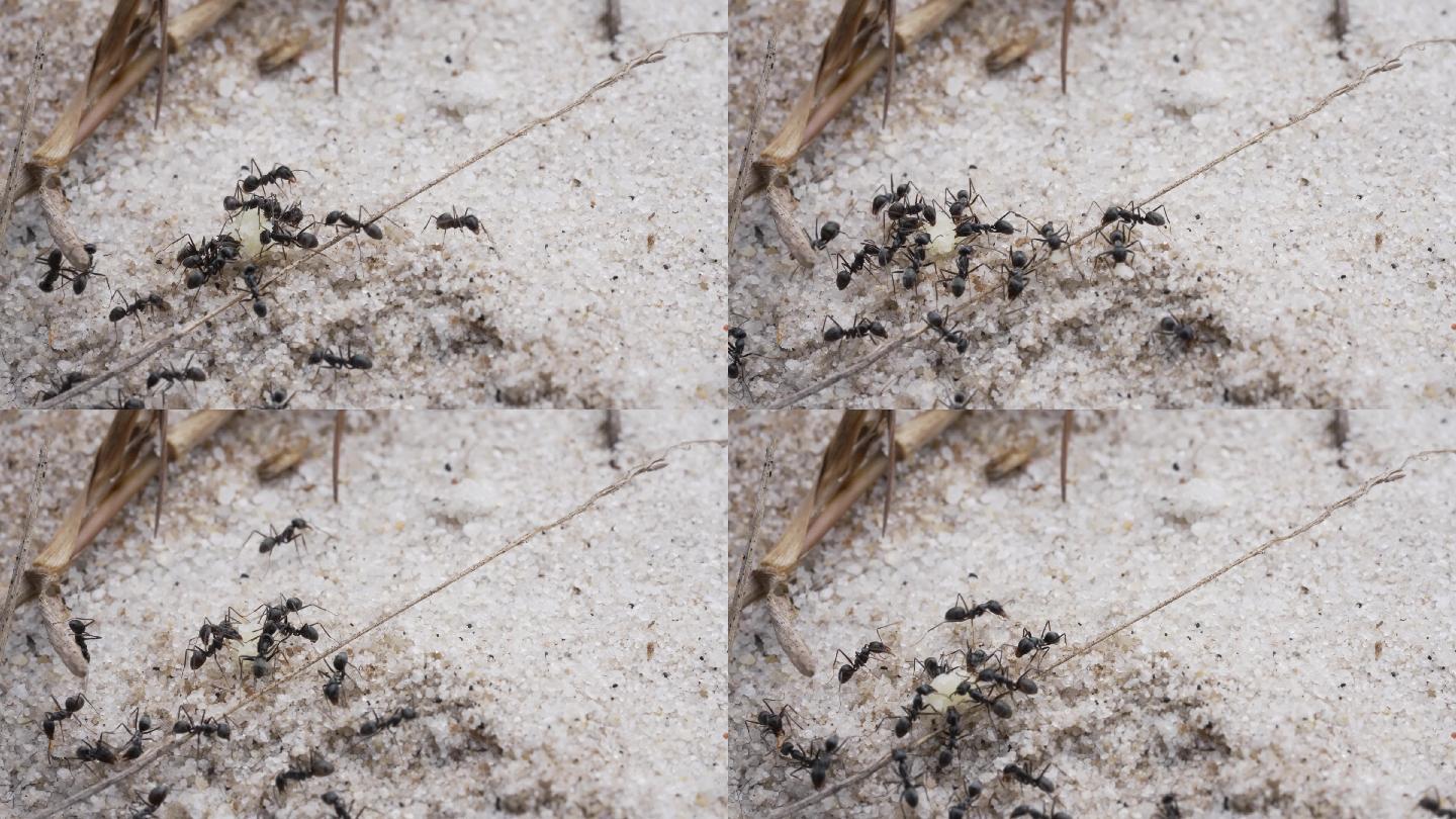 沙滩上的黑蚂蚁