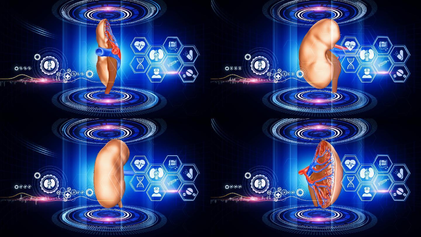 虚拟现实3d图形显示旋转肾脏模型