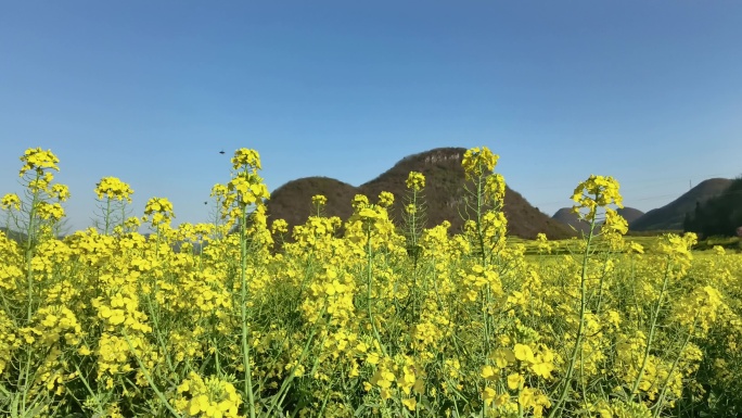 春天油菜花空镜头