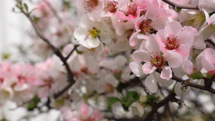 春天蜜蜂采蜜春分节气花朵