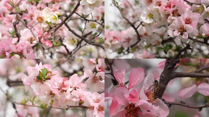 春天蜜蜂采蜜春分节气花朵