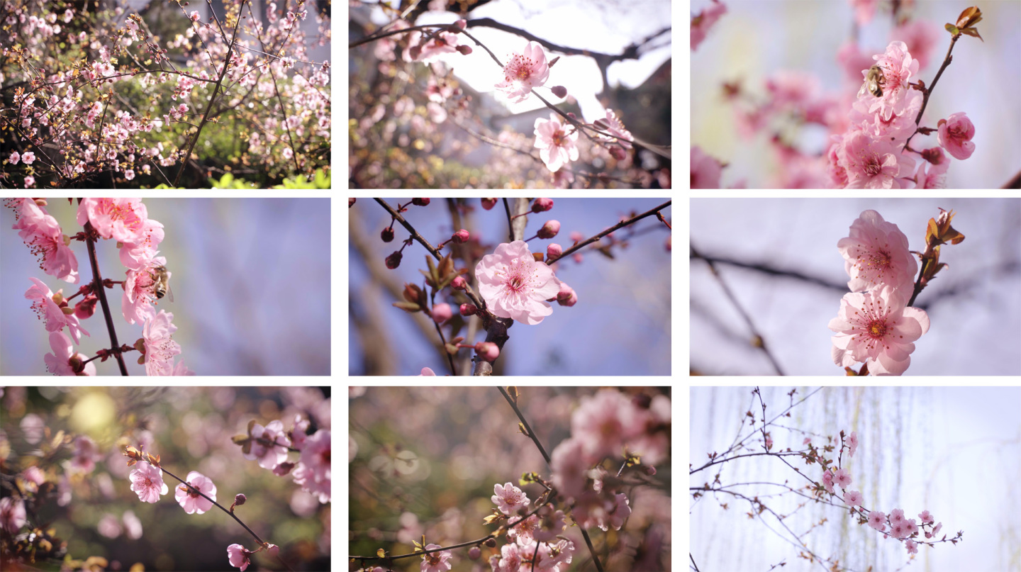 春天蜜蜂采蜜桃花开粉色系花开花落桃花空镜