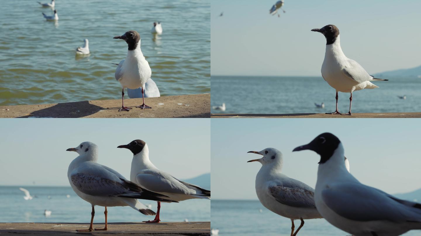 湖岸边的海鸥