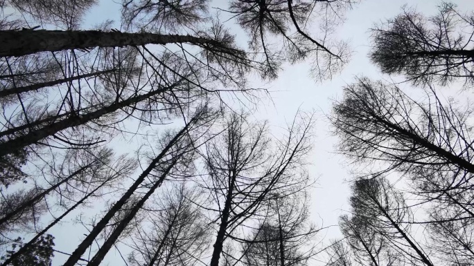 积雪的山林山路及其鸟房子