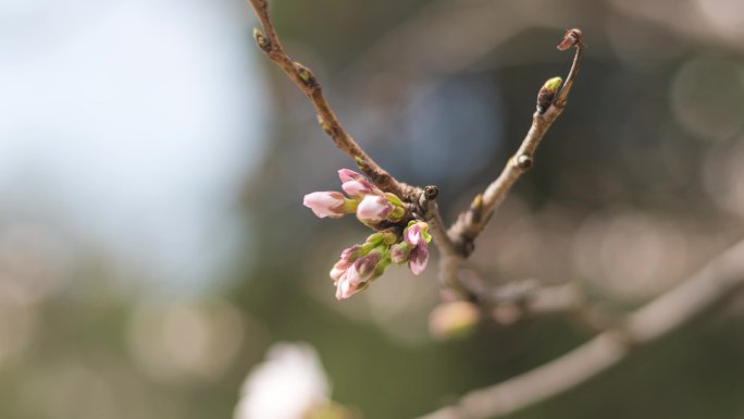 樱花开花延时