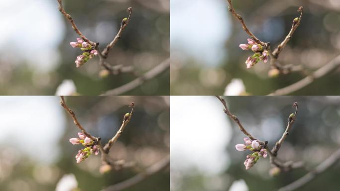 樱花开花延时