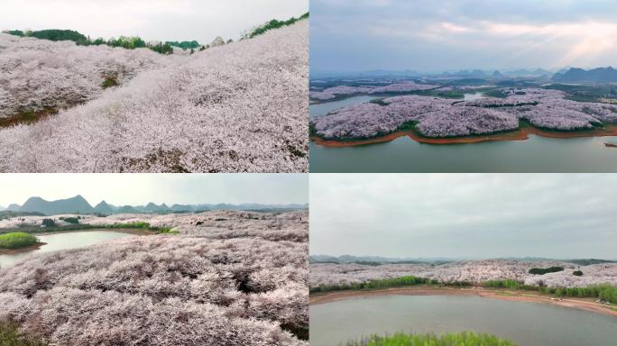 安顺平坝樱花