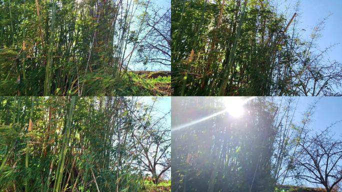 B4 竹子 竹林高清素材  阳光透过竹林
