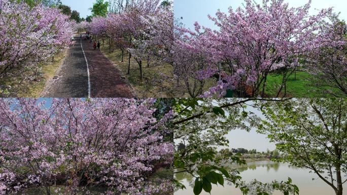 四川眉山樱花博览园