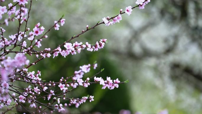 南丹盛开的桃花