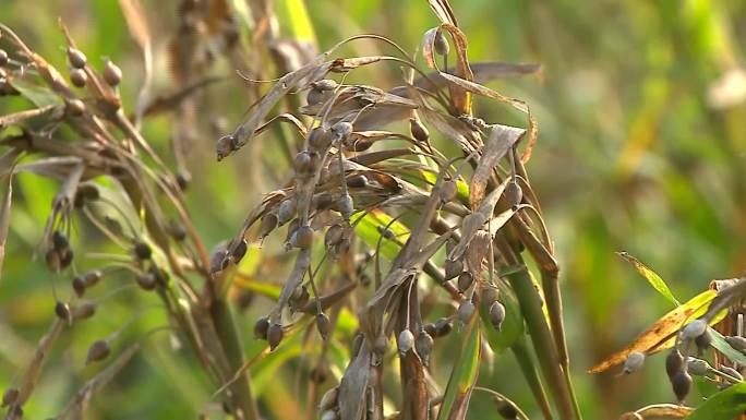 薏米结籽种植