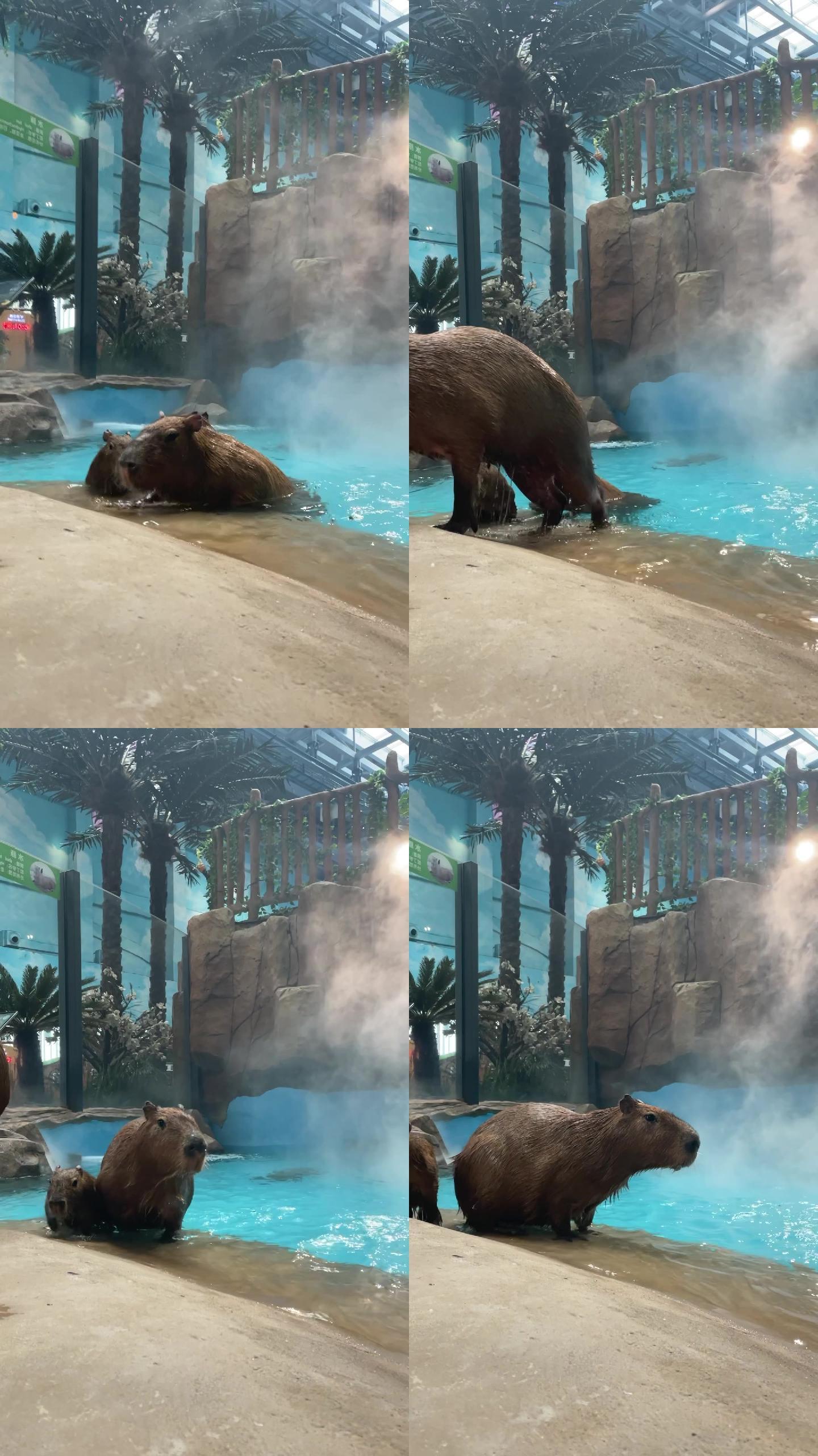 《小动物日记》动物园萌宠水豚竖屏视频素材