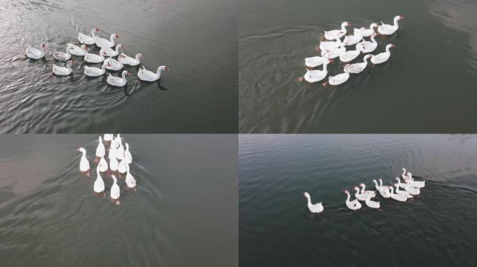 小湖里面大白鹅 大白鹅在水中游动 已调色