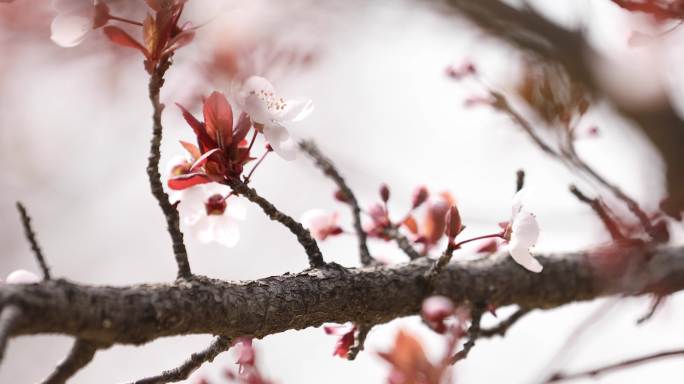 春暖花开