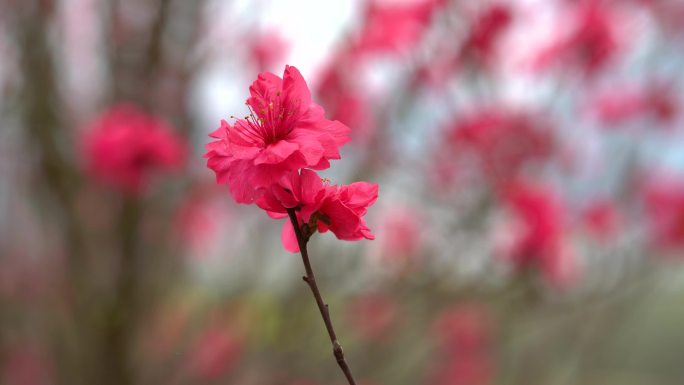 4K 春天桃花盛开花朵视频1