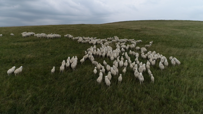 草原羊群航拍素材