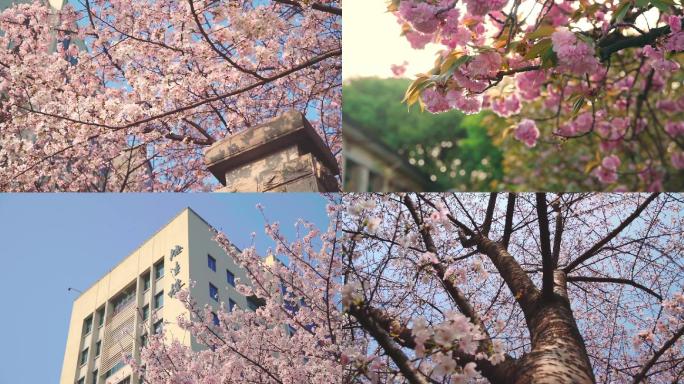 春天武汉理工大学马房山西院樱花盛开
