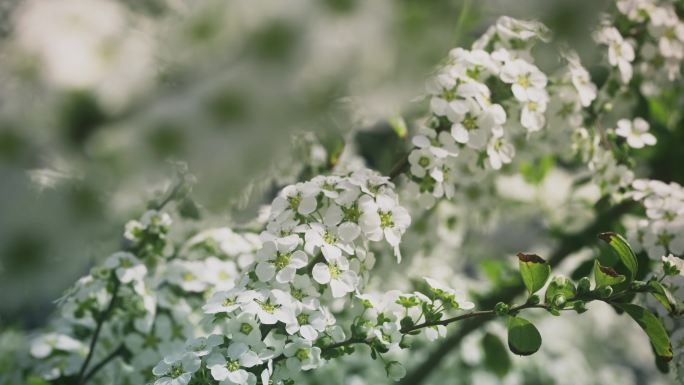 珍珠绣线菊