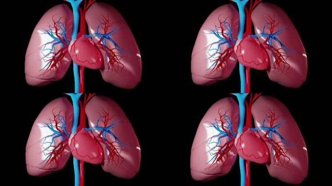 心跳和肺呼吸特效动画合成元素两肺心脏跳动