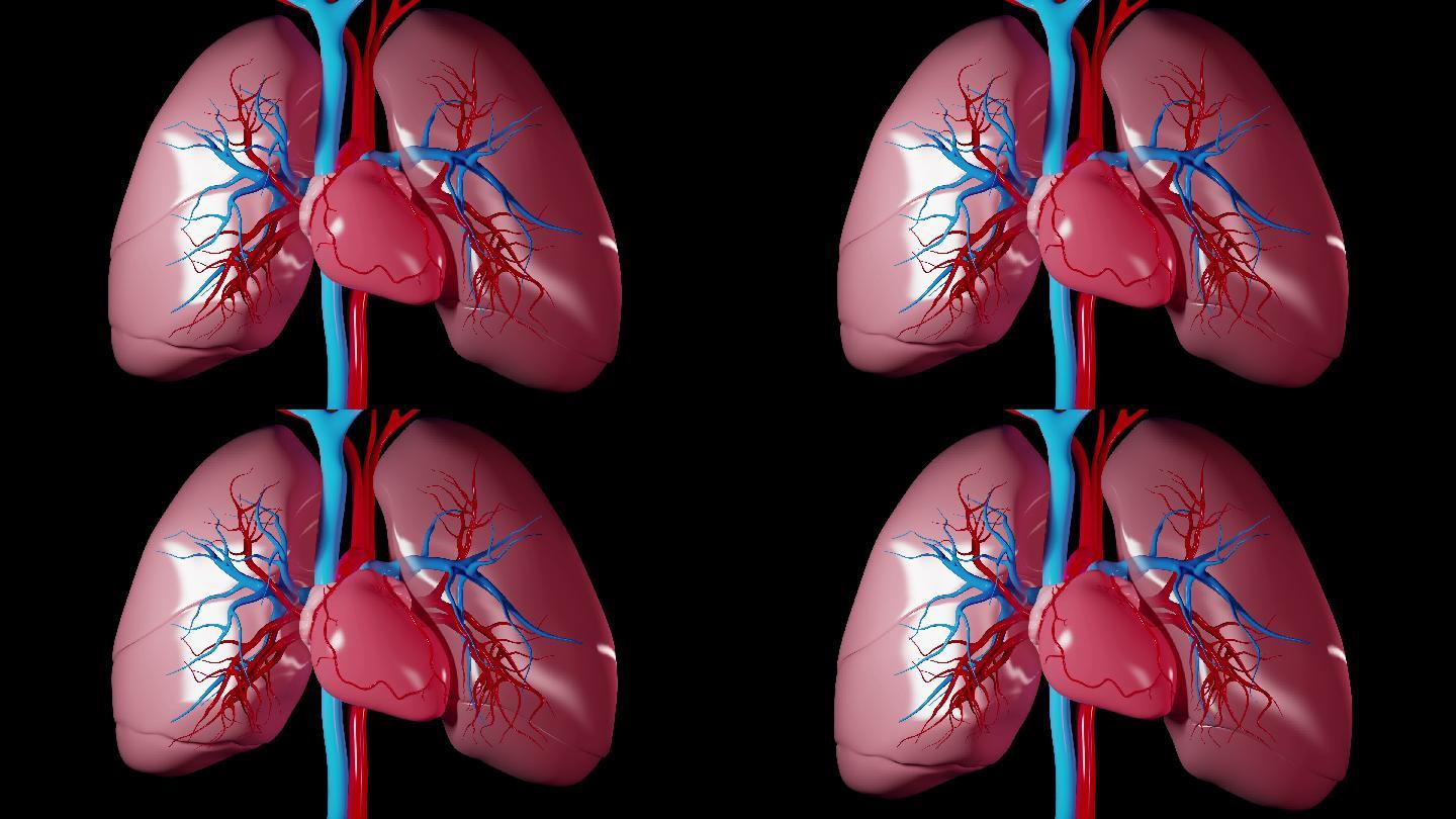 心跳和肺呼吸特效动画合成元素两肺心脏跳动