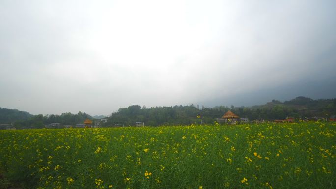 高清晰 油菜花 新农村建设 春天气息