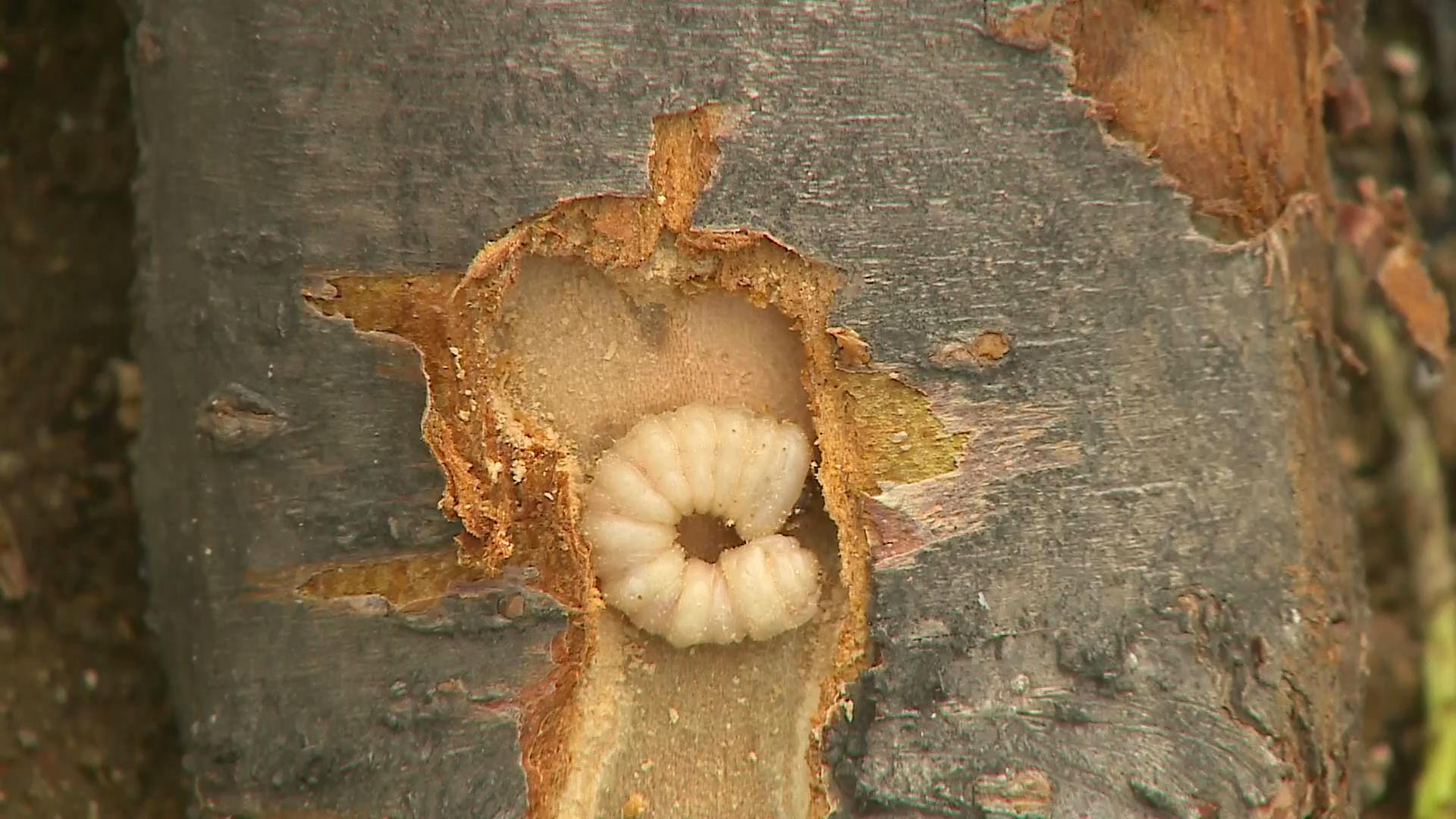红颈天牛危害幼虫成虫