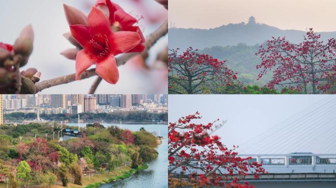 木棉花 春意盎然 城市落日 惠州