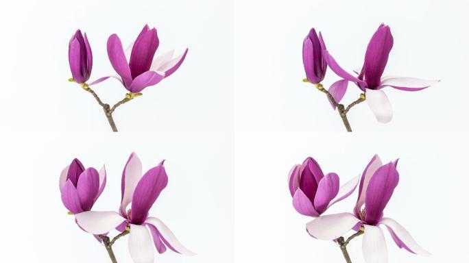 两朵紫玉兰开花延时