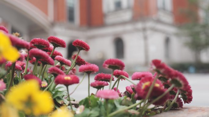 高清春天里的建筑和花