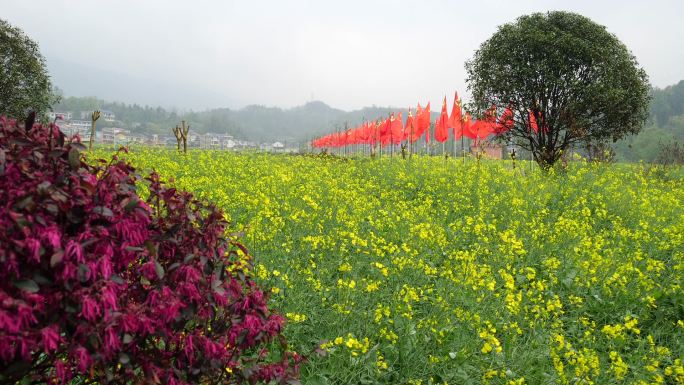 红旗飘飘 油菜花 新农村建设 高清晰