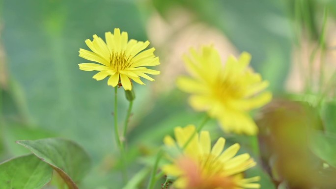 花，春天，小黃花，野花，小清新，大自然