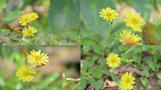 花，春天，小黃花，野花，小清新，大自然