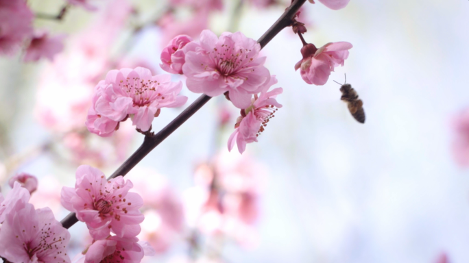 春暖花开 绿色春天 鸟语花香含苞待放蜜蜂