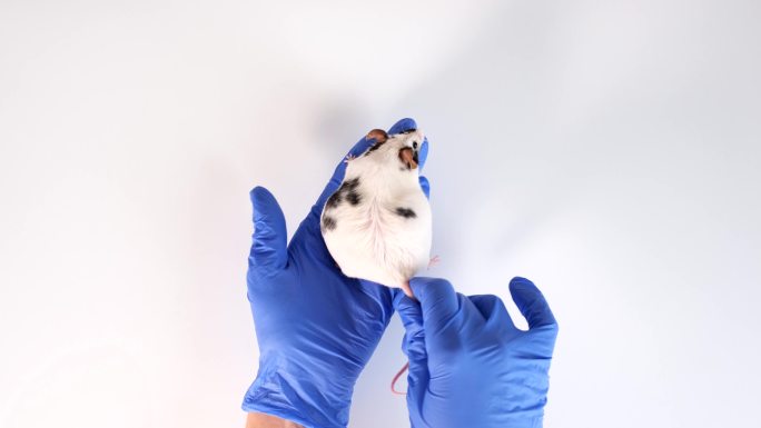 科学家检查一只实验室老鼠
