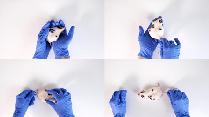 科学家检查一只实验室老鼠