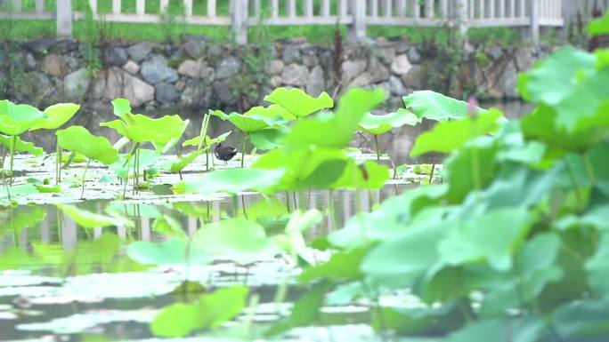 原创江南水乡古城小雨荷叶池塘