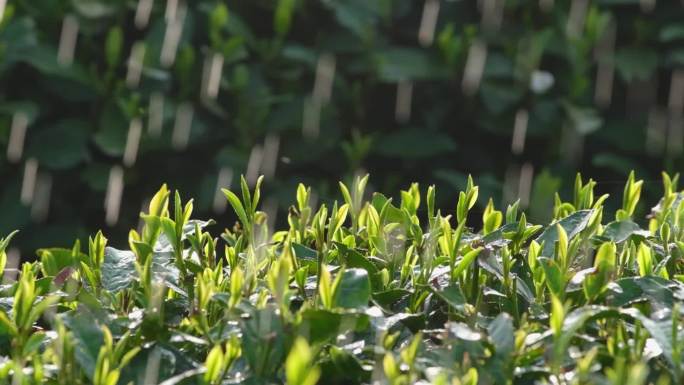 杭州西湖龙井春雨春茶逆光雨滴升格唯美视频