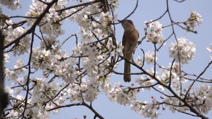 在樱花中觅食的黄鹂鸟