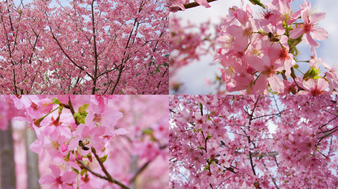 樱花蜜蜂采花