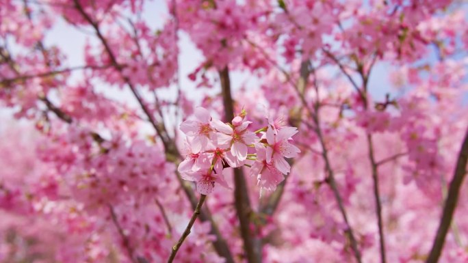 樱花蜜蜂采花