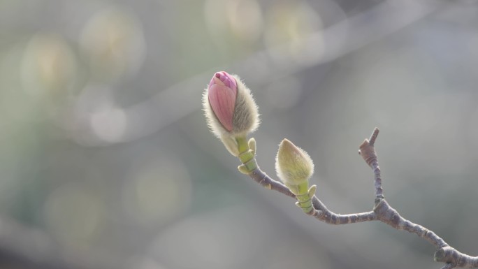 旱莲花开