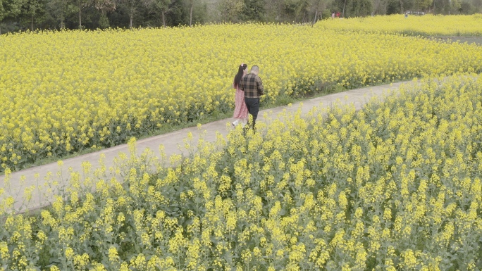 乡村旅游油菜花田+未调色