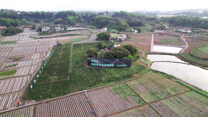 泸州董允坝蔬菜基地航拍视频 4k