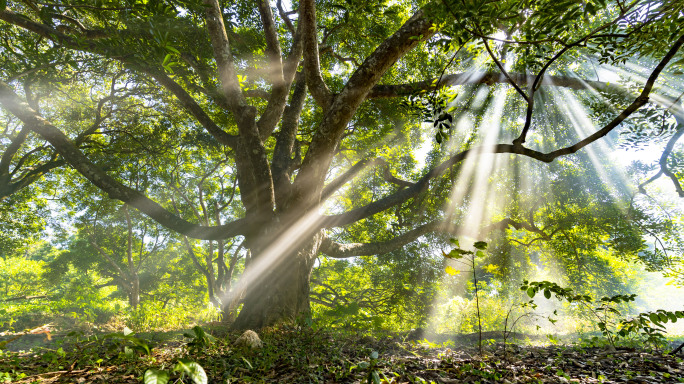 森林大自然-逆光光影清晨光线丁达尔光4K